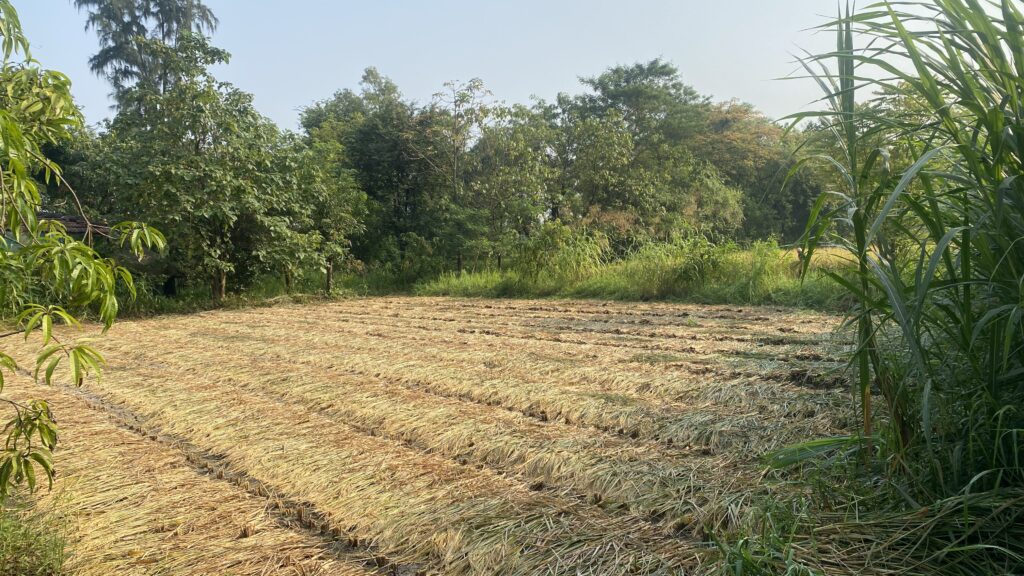 દેવ ઉઠી અગિયારસ